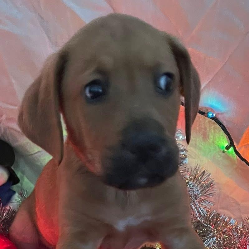 Bones, ADOPTABLE, Puppy Male Labrador Retriever.