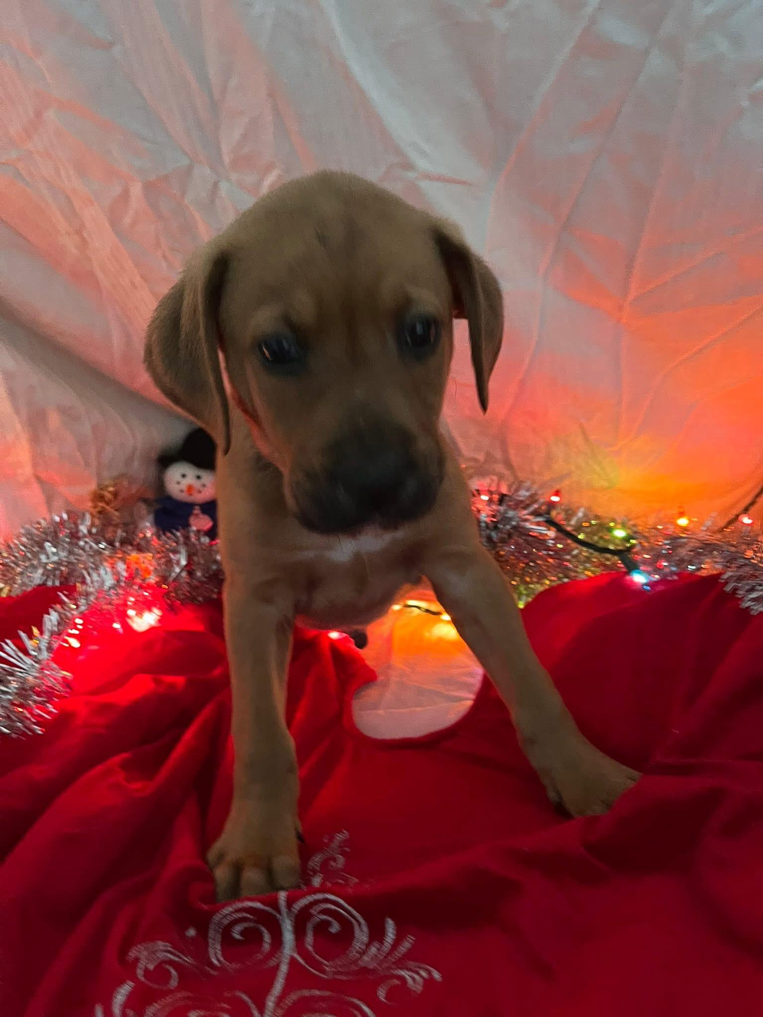 Enlarge Bones, a ADOPTABLE mixed breed in Elkton, MD image 2/3