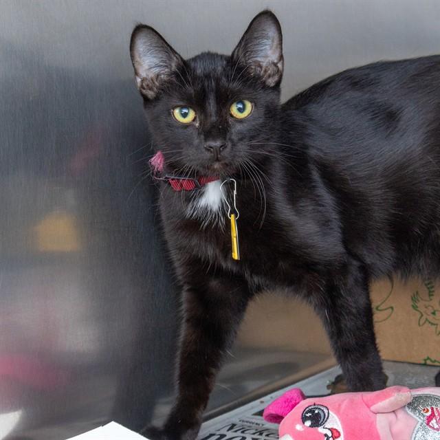 Enlarge JESSIE, a Adoptable Domestic Short Hair in Saint Louis, MO image 1/1