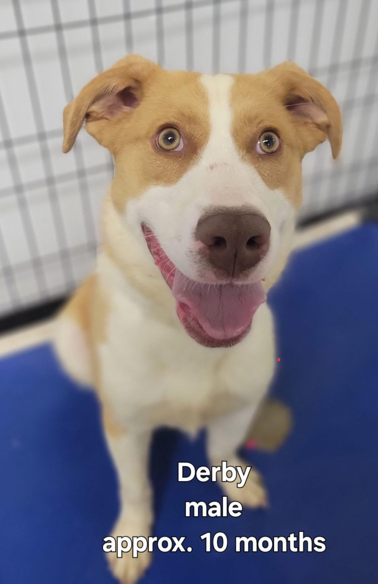 Derby, a Adoptable mixed breed in Ashland, KY image 3/3