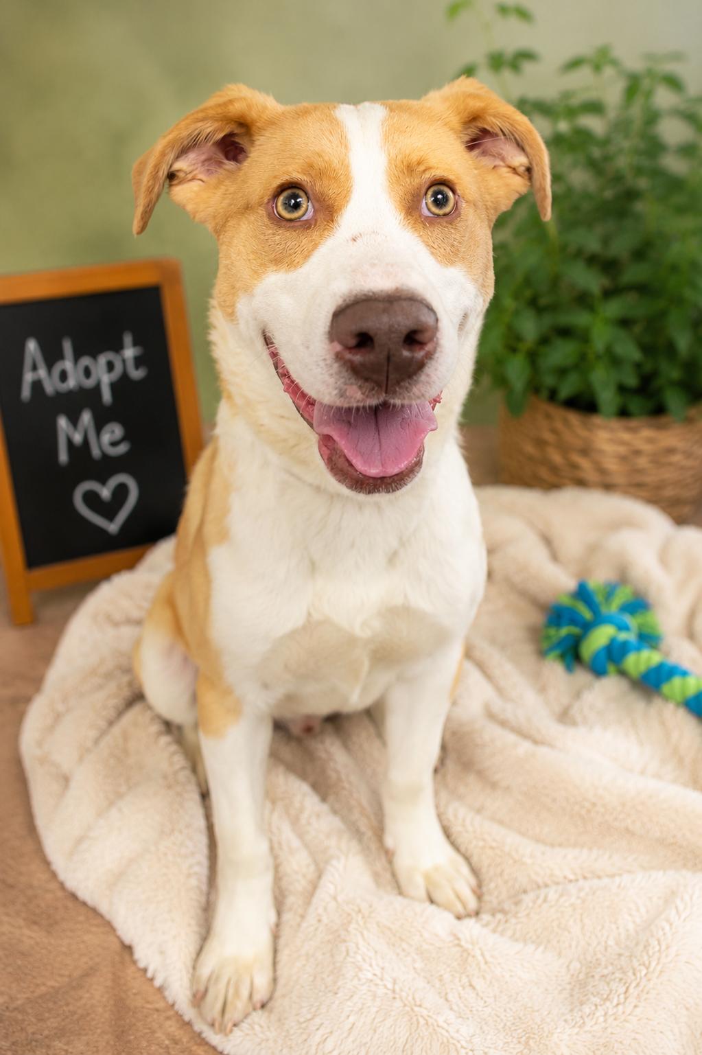 Derby, Adoptable, Young Male Mixed Breed.