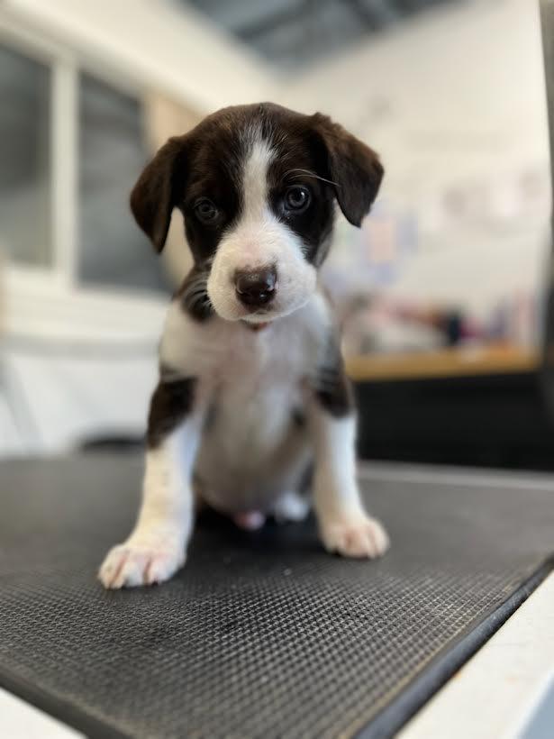Cosmo, Adopted, Puppy Male Border Collie.