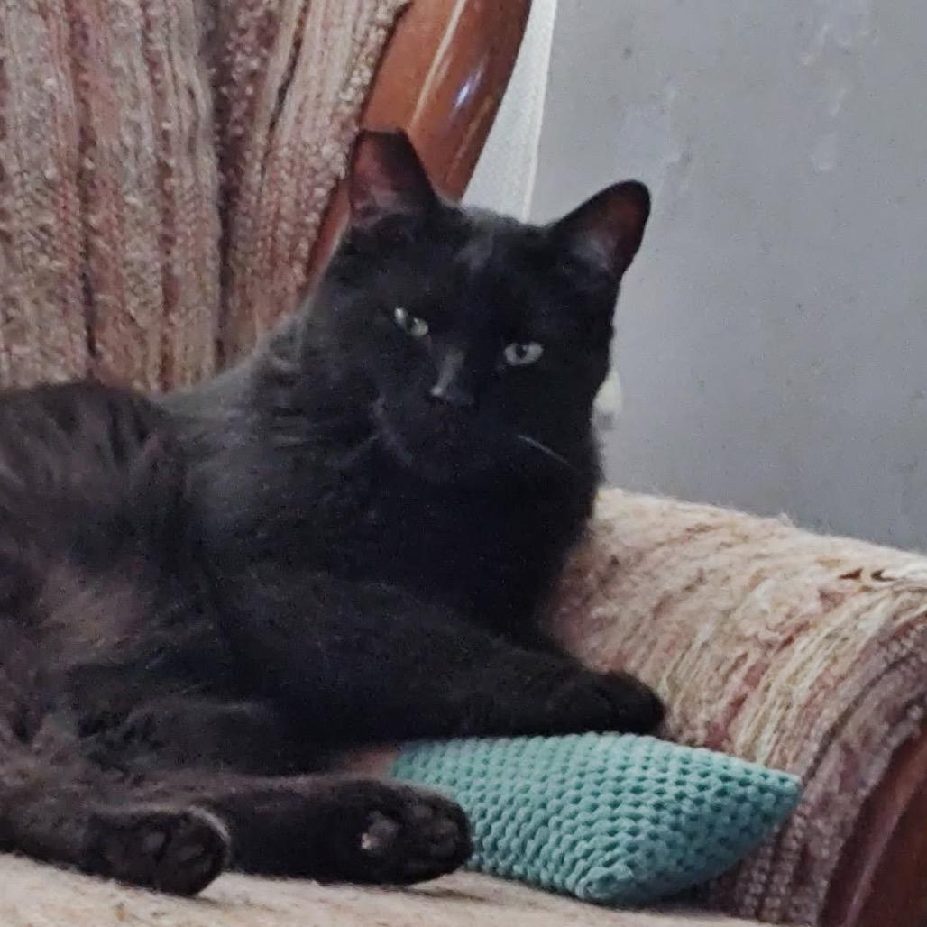 Hobbs, Adoptable, Adult Male Domestic Short Hair.