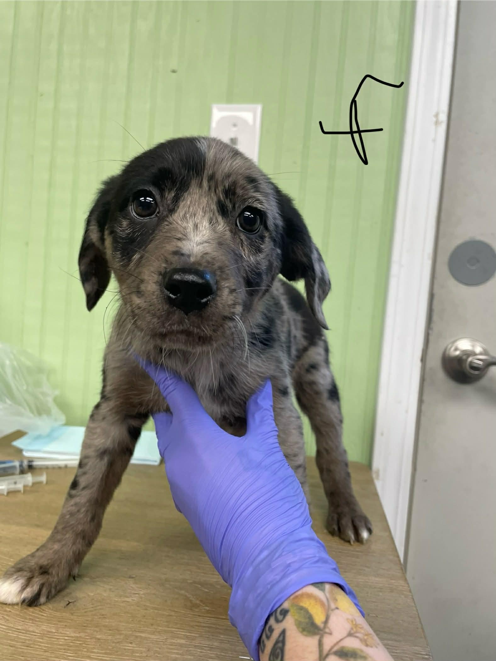 Enlarge Willow, a ADOPTABLE mixed breed in Bishopville, SC image 1/1