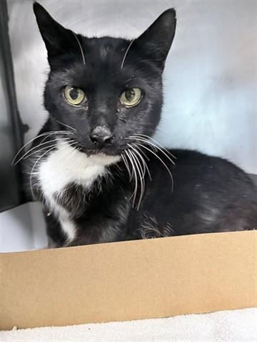 ALEXANDER, Adoptable, Young Male Domestic Short Hair.