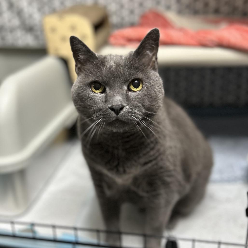 Enlarge KiKi, a Adoptable mixed breed in Bountiful, UT image 1/2
