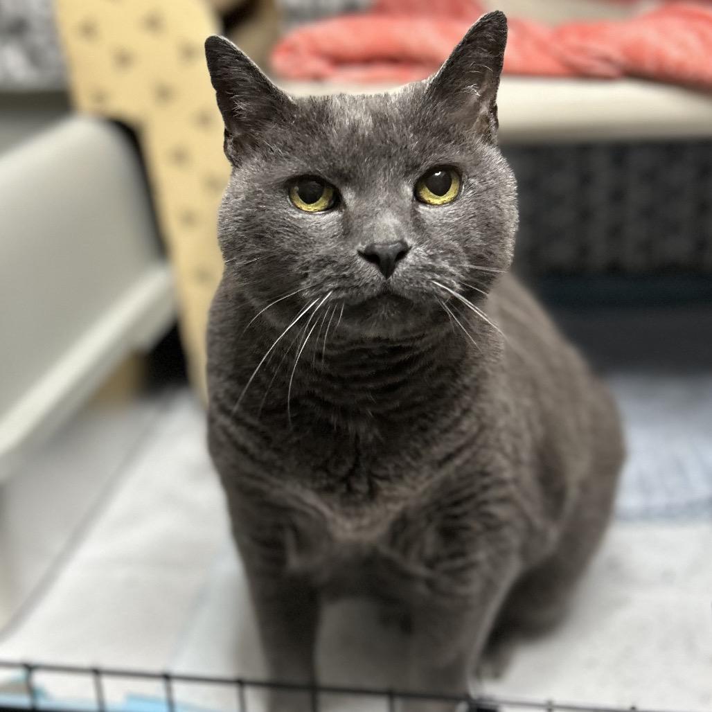 Enlarge KiKi, a Adoptable mixed breed in Bountiful, UT image 2/2