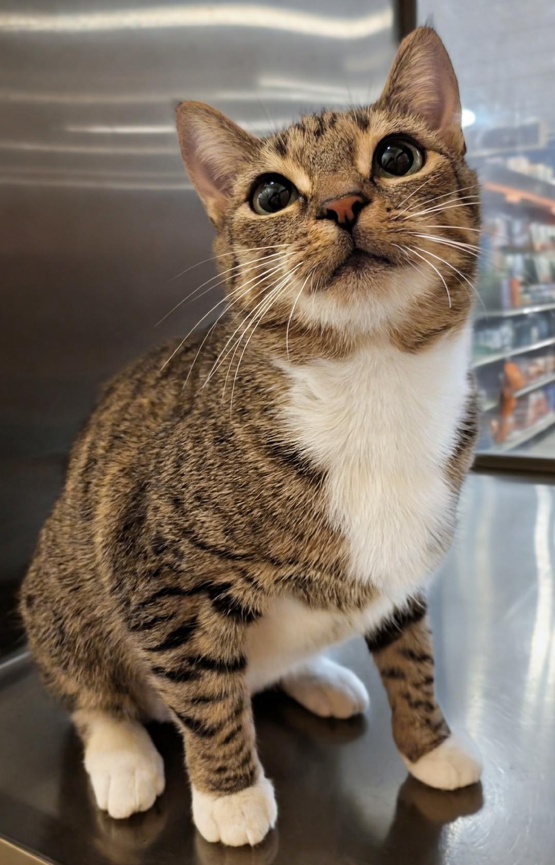 Juliet, Adoptable, Adult Female Domestic Short Hair.