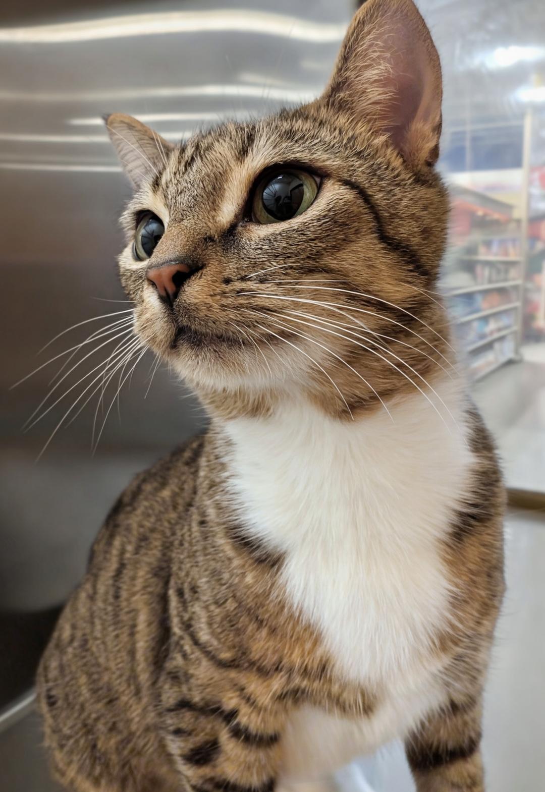 Juliet, a Adoptable Domestic Short Hair in Ashland, VA image 5/5