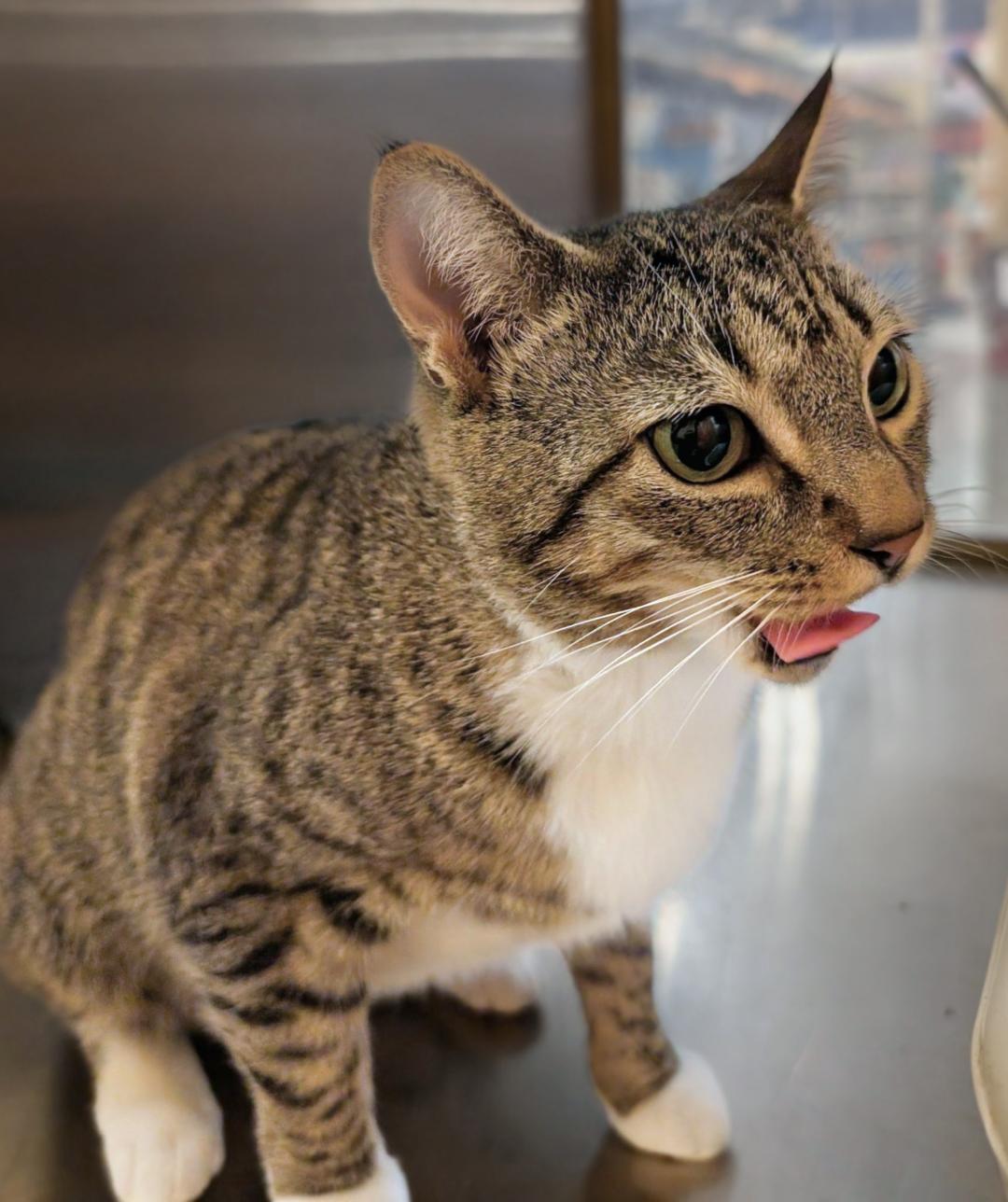 Juliet, a Adoptable Domestic Short Hair in Ashland, VA image 4/5