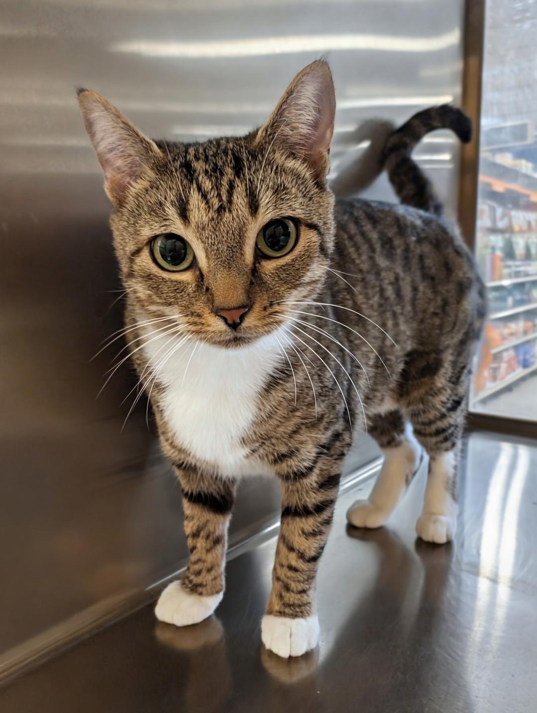 Juliet, a Adoptable Domestic Short Hair in Ashland, VA image 2/5