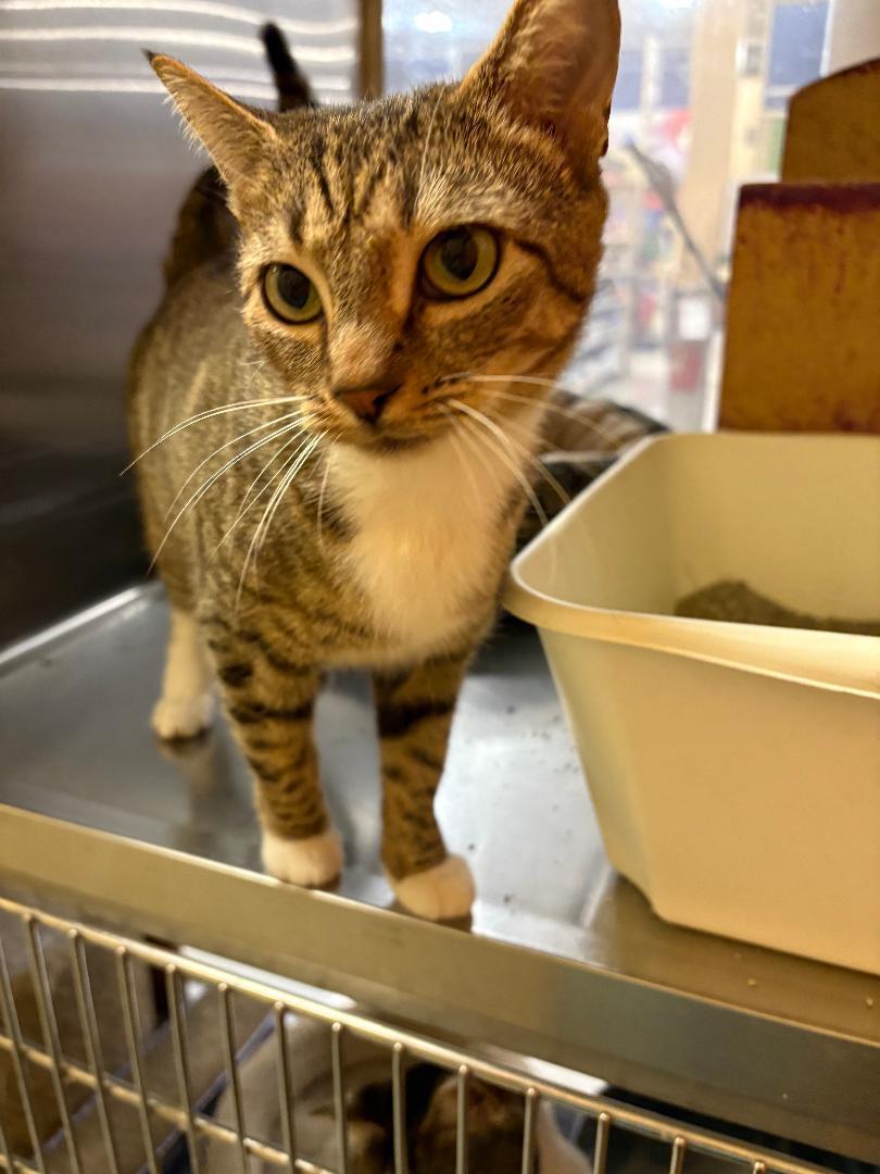 Juliet, a Adoptable Domestic Short Hair in Ashland, VA image 3/5