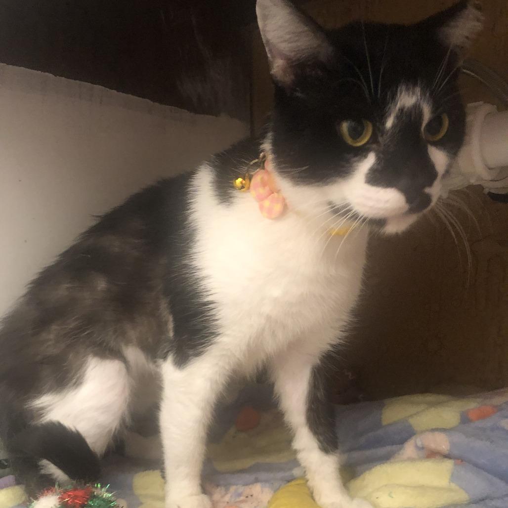 Enlarge Hard Rock, a Adoptable Domestic Short Hair in Matteson, IL image 1/4