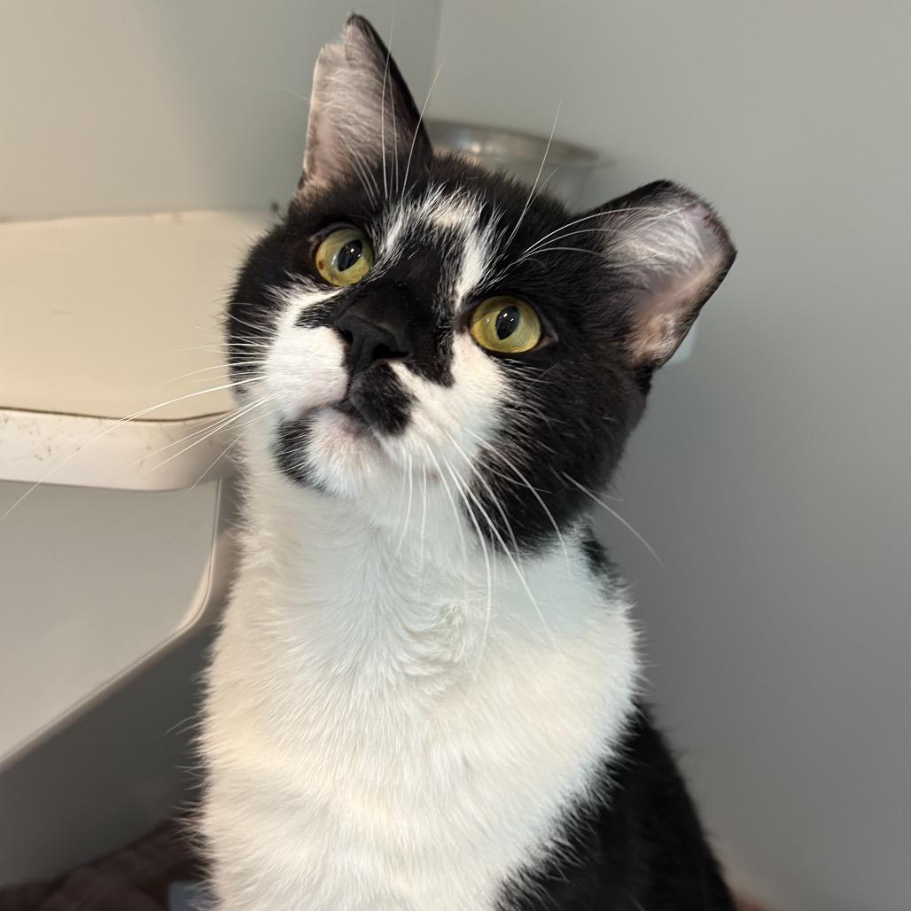 Enlarge Hard Rock, a Adoptable Domestic Short Hair in Matteson, IL image 1/6