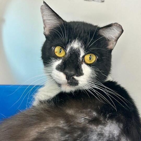 Enlarge Hard Rock, a Adoptable Domestic Short Hair in Matteson, IL image 2/4