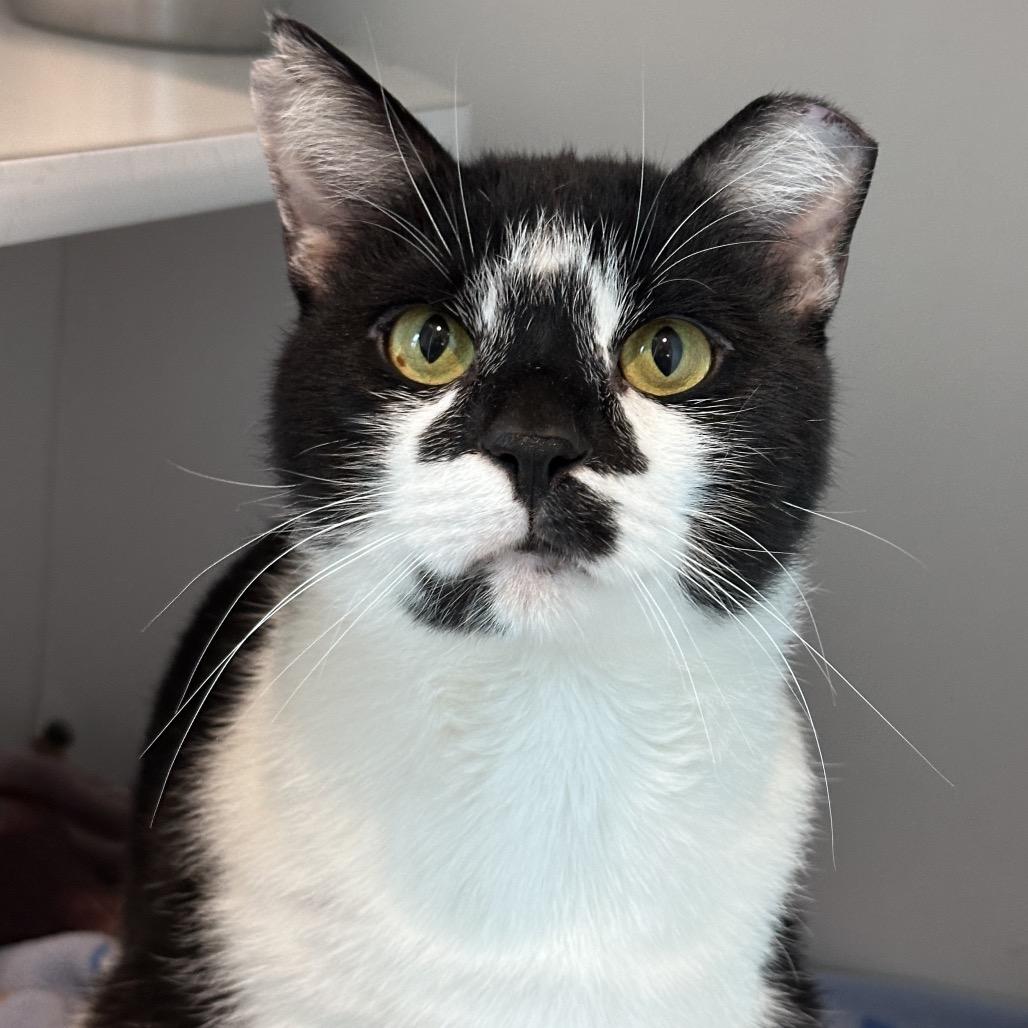 Enlarge Hard Rock, a Adoptable Domestic Short Hair in Matteson, IL image 3/6