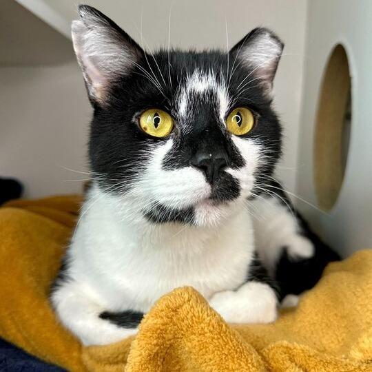 Enlarge Hard Rock, a Adoptable Domestic Short Hair in Matteson, IL image 4/6