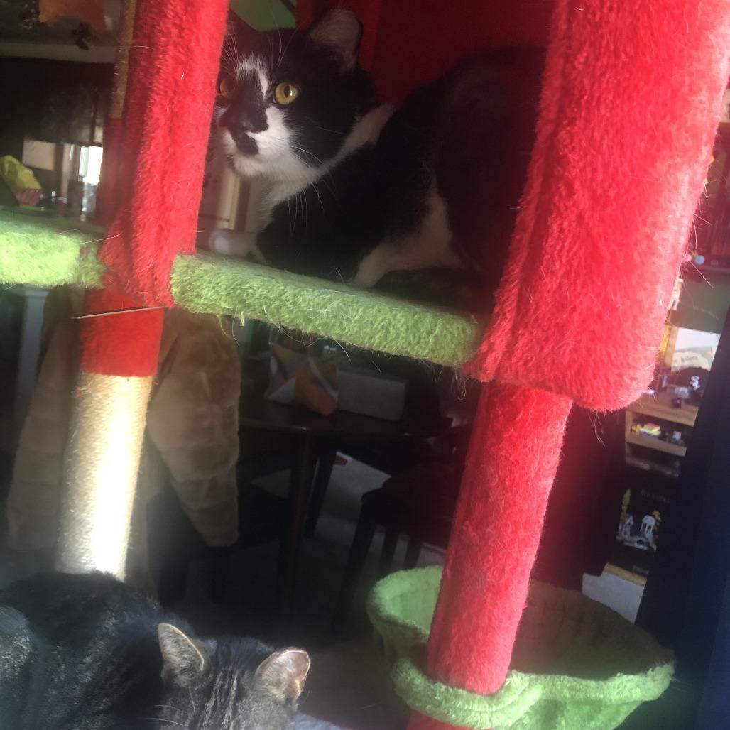 Enlarge Hard Rock, a Adoptable Domestic Short Hair in Matteson, IL image 3/4