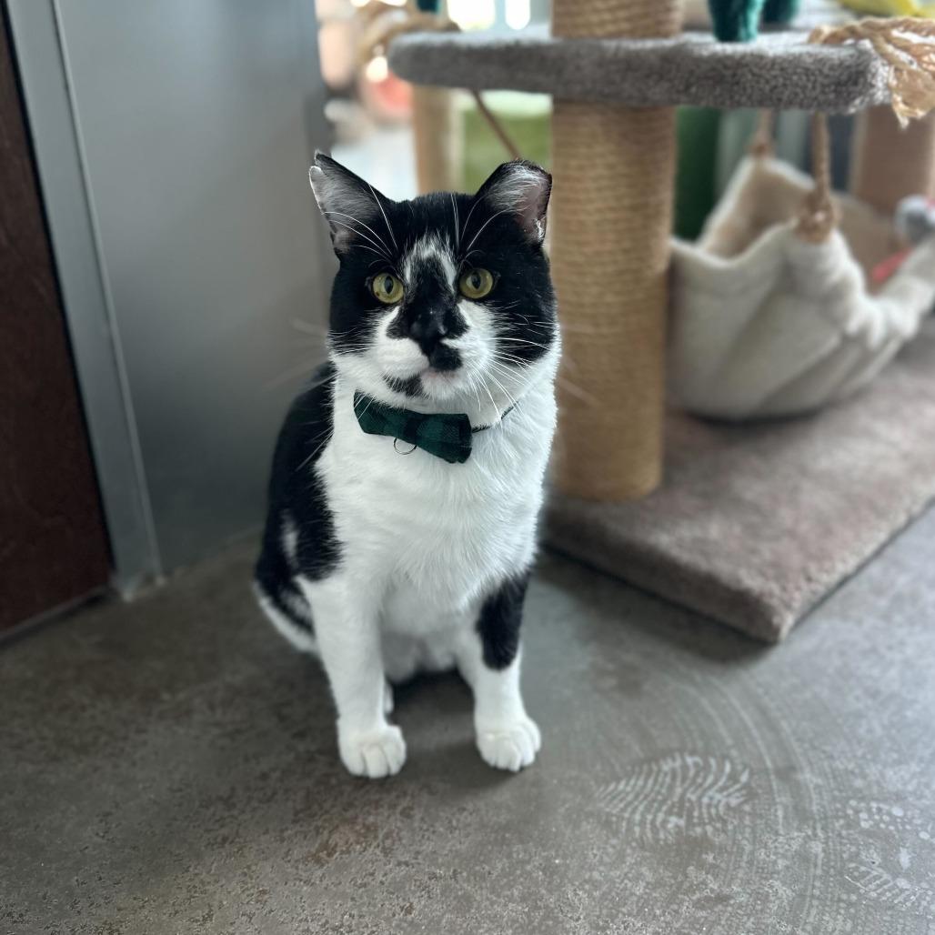 Enlarge Hard Rock, a Adoptable Domestic Short Hair in Matteson, IL image 5/6