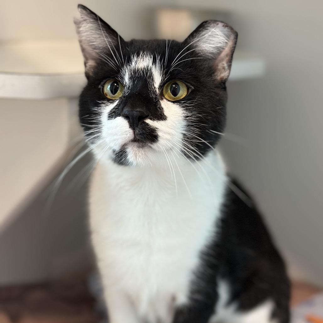 Enlarge Hard Rock, a Adoptable Domestic Short Hair in Matteson, IL image 5/6