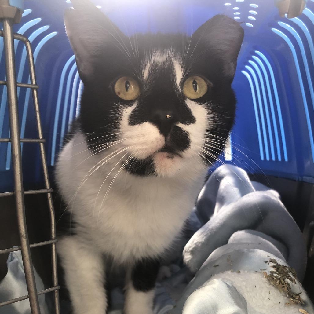 Enlarge Hard Rock, a Adoptable Domestic Short Hair in Matteson, IL image 4/4