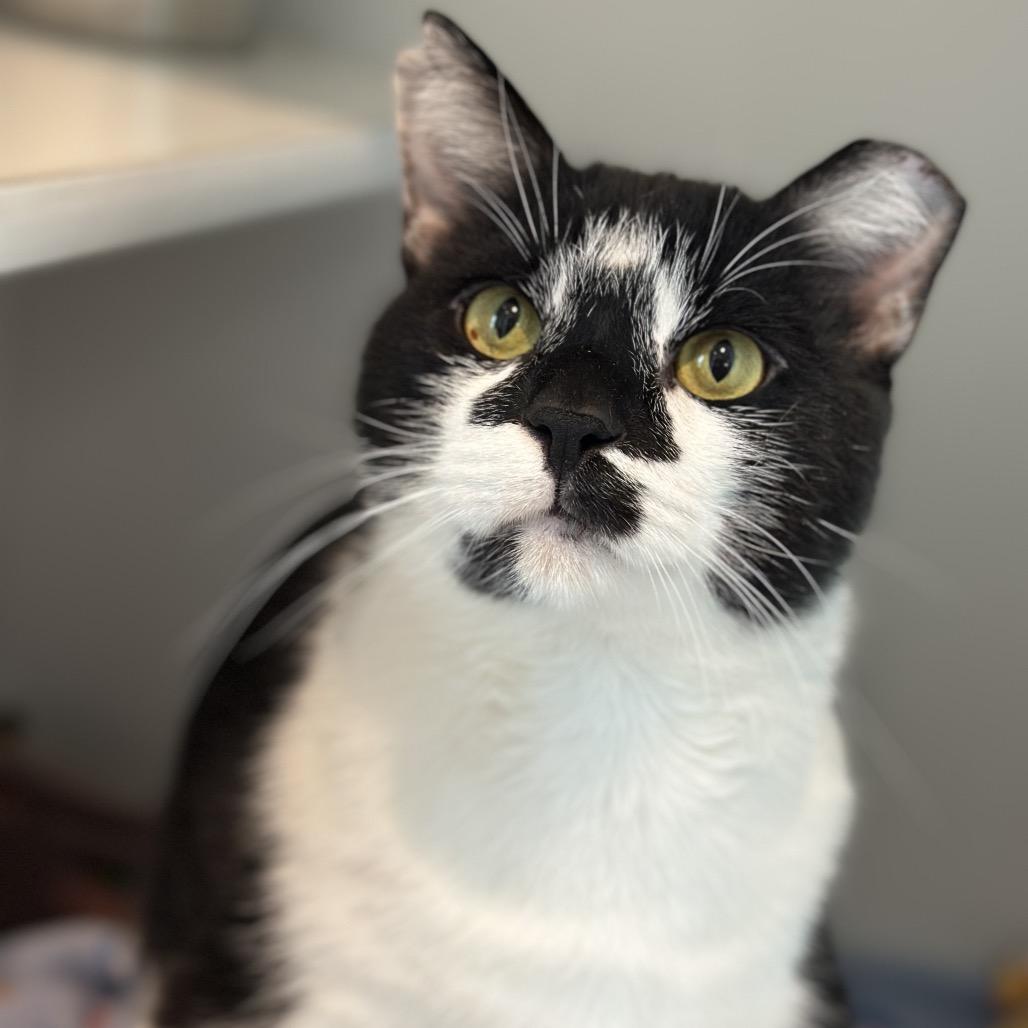 Enlarge Hard Rock, a Adoptable Domestic Short Hair in Matteson, IL image 6/6