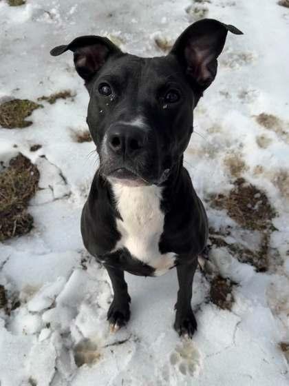 Minnow, Adoptable, Adult Female Mixed Breed & Mixed Breed.