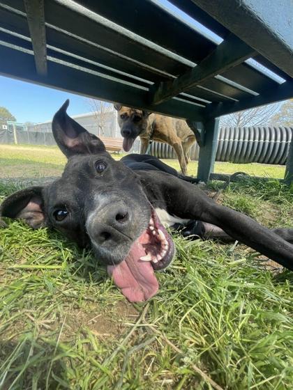 Enlarge Minnow, a Adoptable mixed breed in Memphis, TN image 1/3