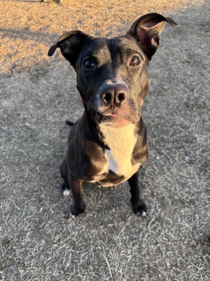 Minnow, Adoptable, Adult Female Mixed Breed & Mixed Breed.