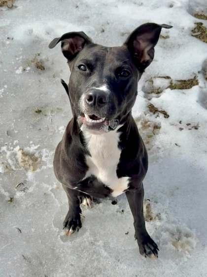 Minnow, a Adoptable mixed breed in Memphis, TN image 3/3