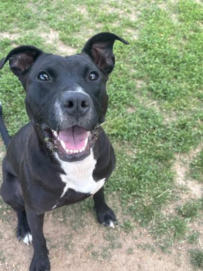 Enlarge Minnow, a Adoptable mixed breed in Memphis, TN image 3/3