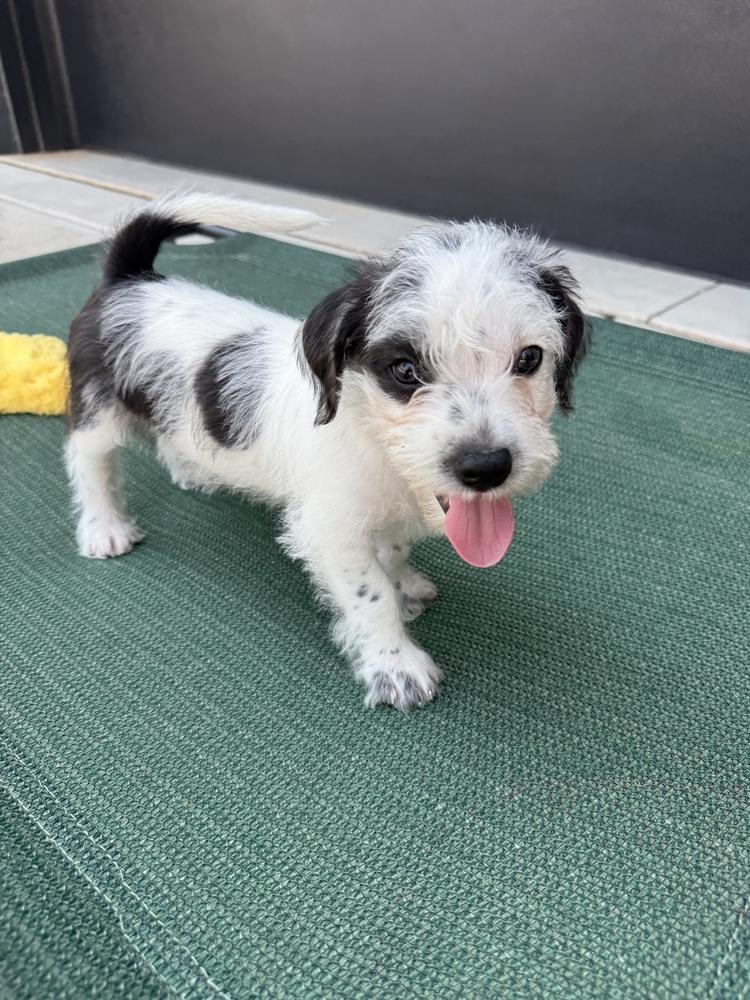 Enlarge Karma, a Adoptable mixed breed in Wake Forest, NC image 2/6