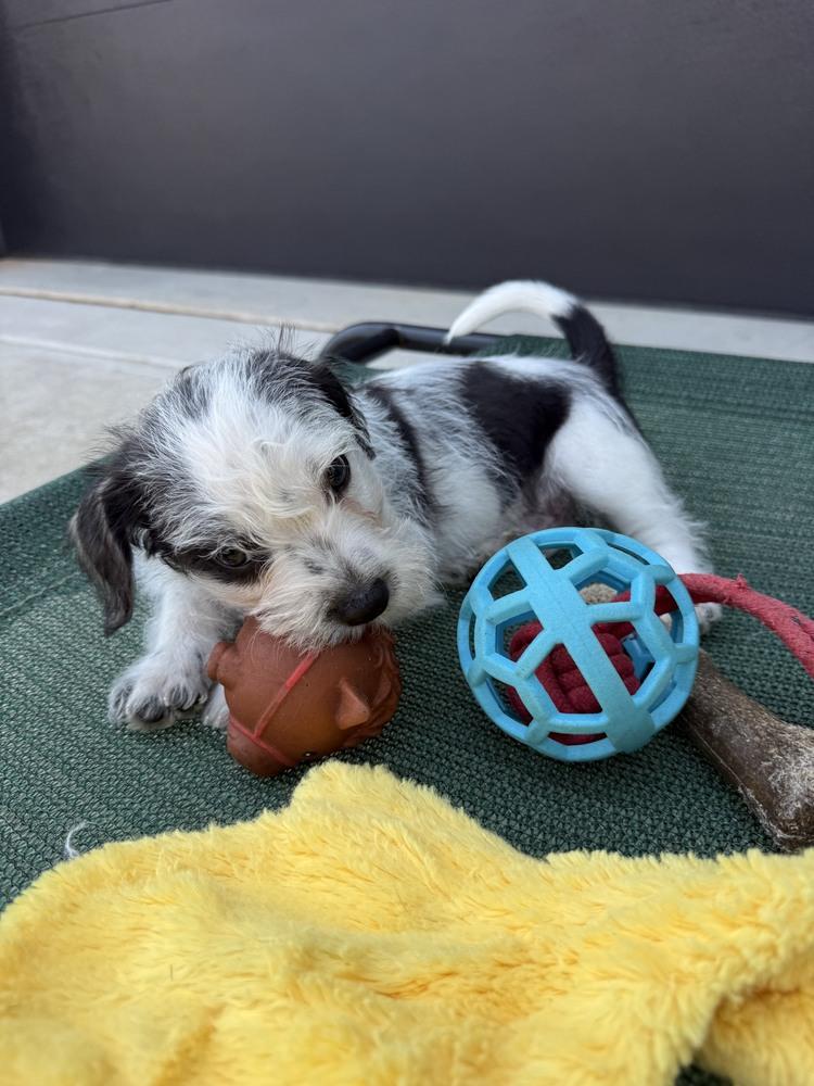 Enlarge Karma, a Adoptable mixed breed in Wake Forest, NC image 5/6