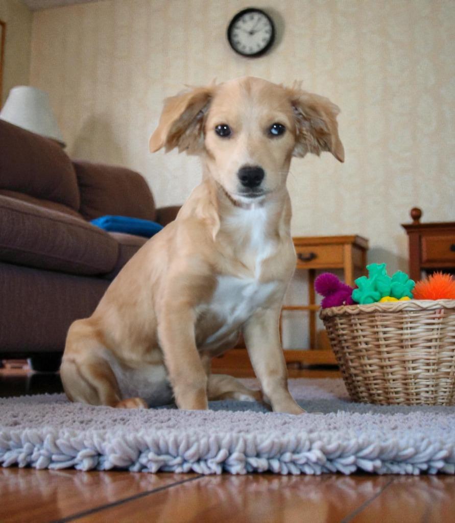 Lady, Adoptable, Puppy Female Mixed Breed.