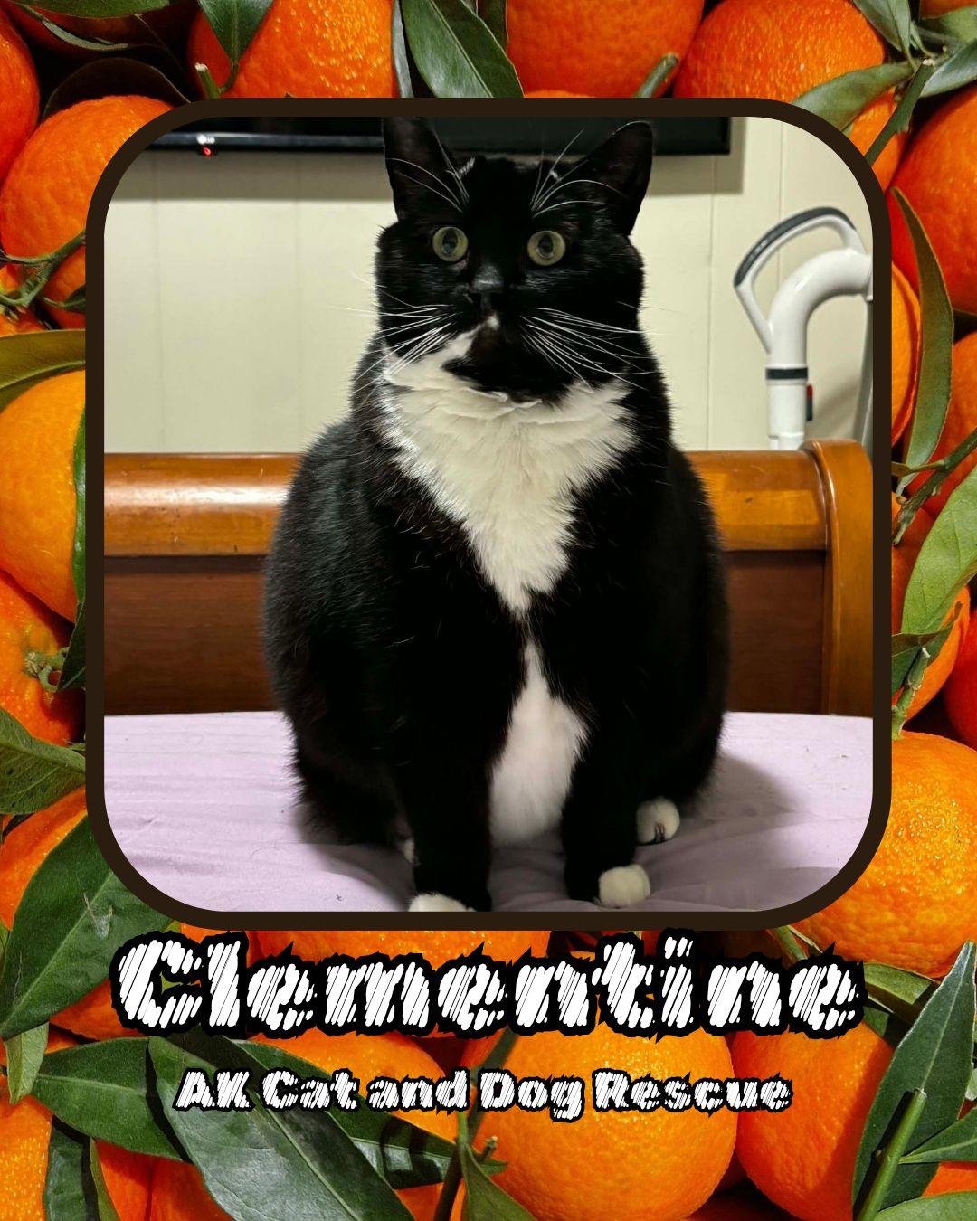 Enlarge Clementine, a Adoptable Domestic Short Hair in Wasilla, AK image 2/4