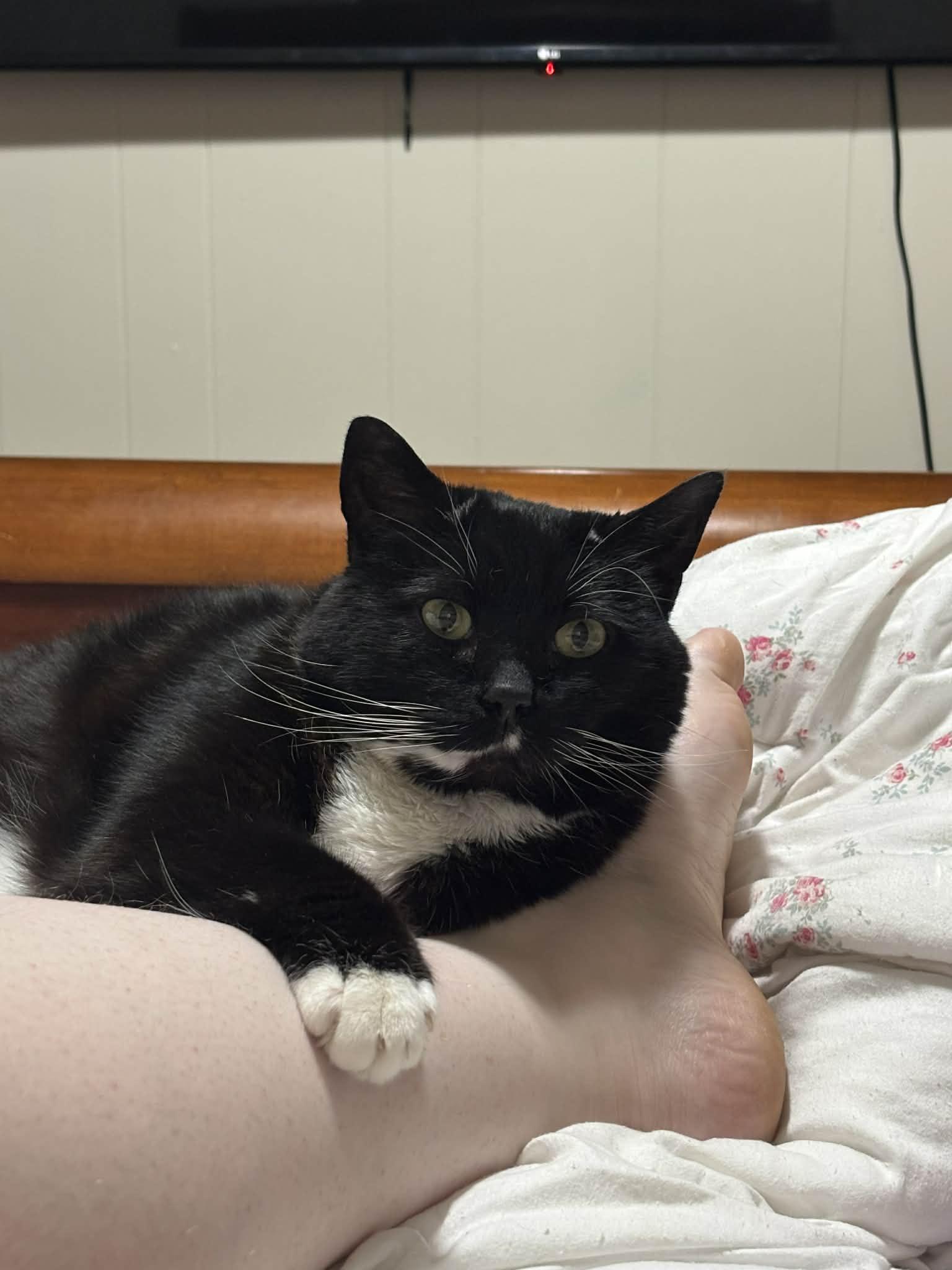 Clementine, Adoptable, Adult Female Domestic Short Hair.