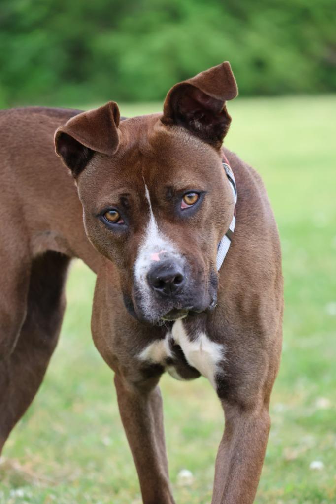 Juno, Adoptable, Young Female Mixed Breed.