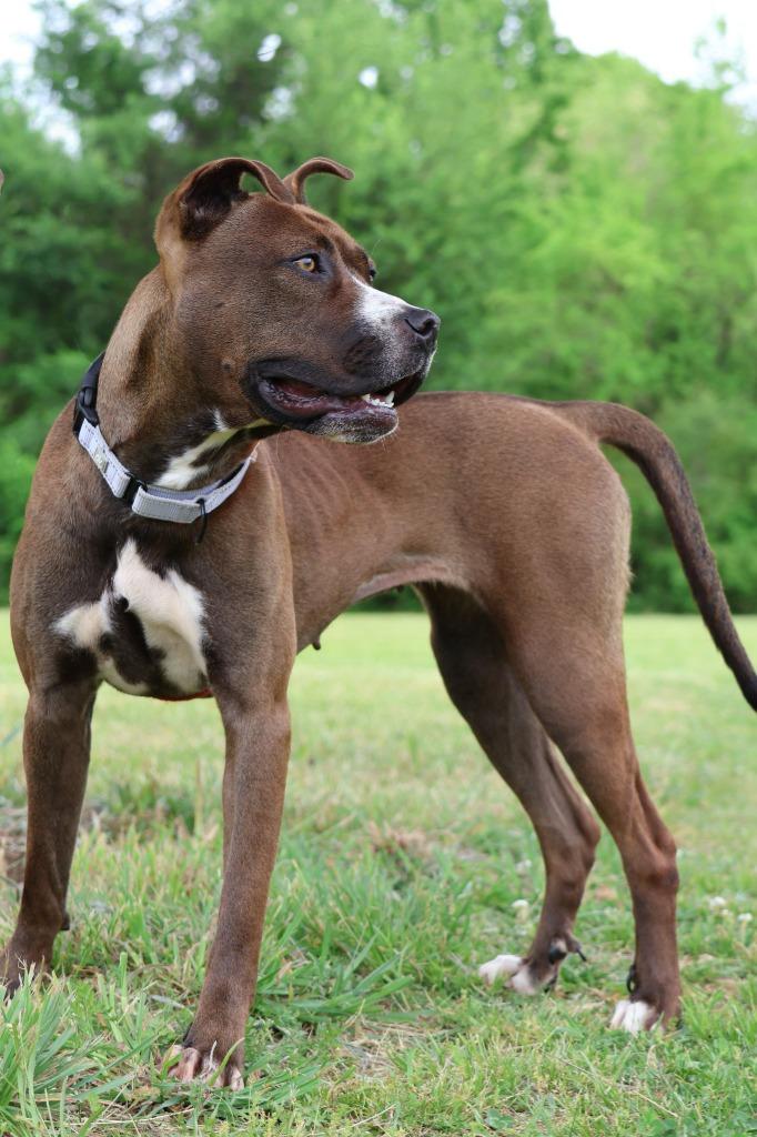 Enlarge Juno, a Adoptable mixed breed in Columbia, TN image 2/5