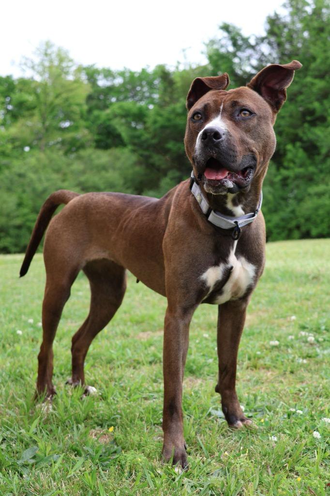 Enlarge Juno, a Adoptable mixed breed in Columbia, TN image 3/5