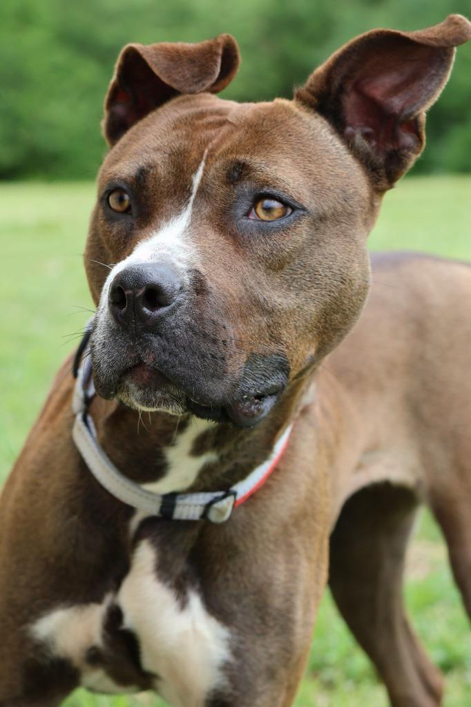 Enlarge Juno, a Adoptable mixed breed in Columbia, TN image 4/5