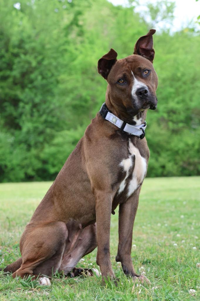Enlarge Juno, a Adoptable mixed breed in Columbia, TN image 5/5