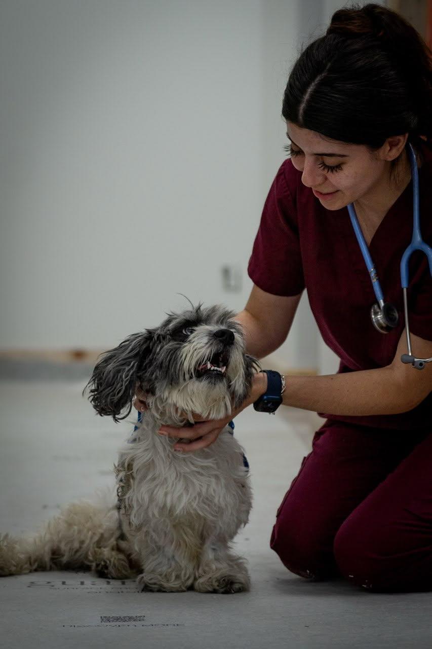 Enlarge Ernie, an adoptable Havanese in Greenville, SC image 2/2