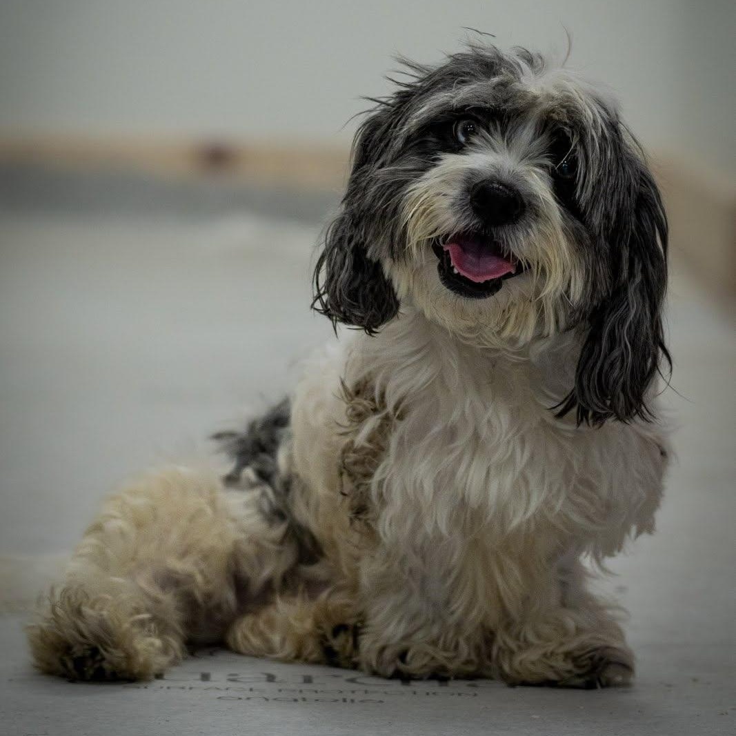 Ernie, adoptable, Adult Male Havanese.