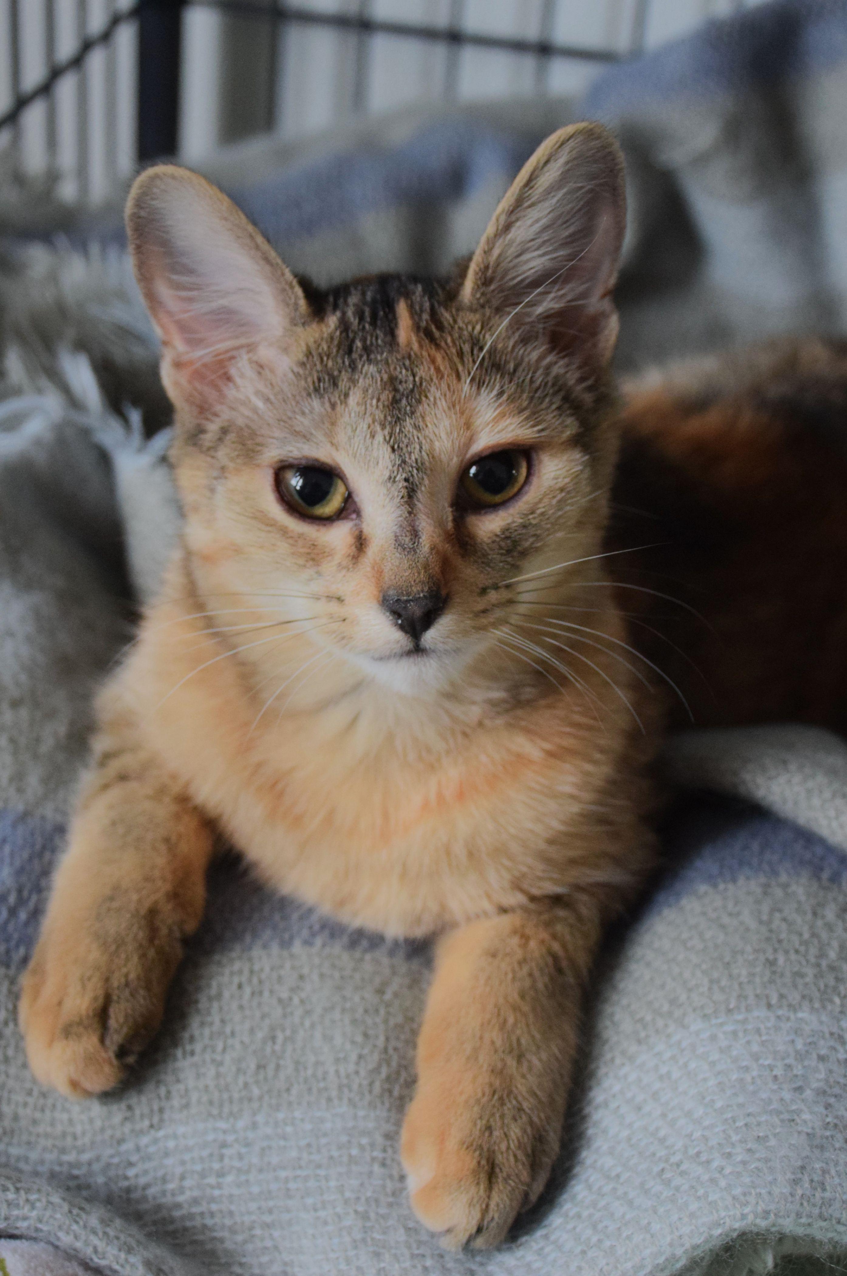 Octavia, a Adoptable mixed breed in Claresholm, AB image 1/2