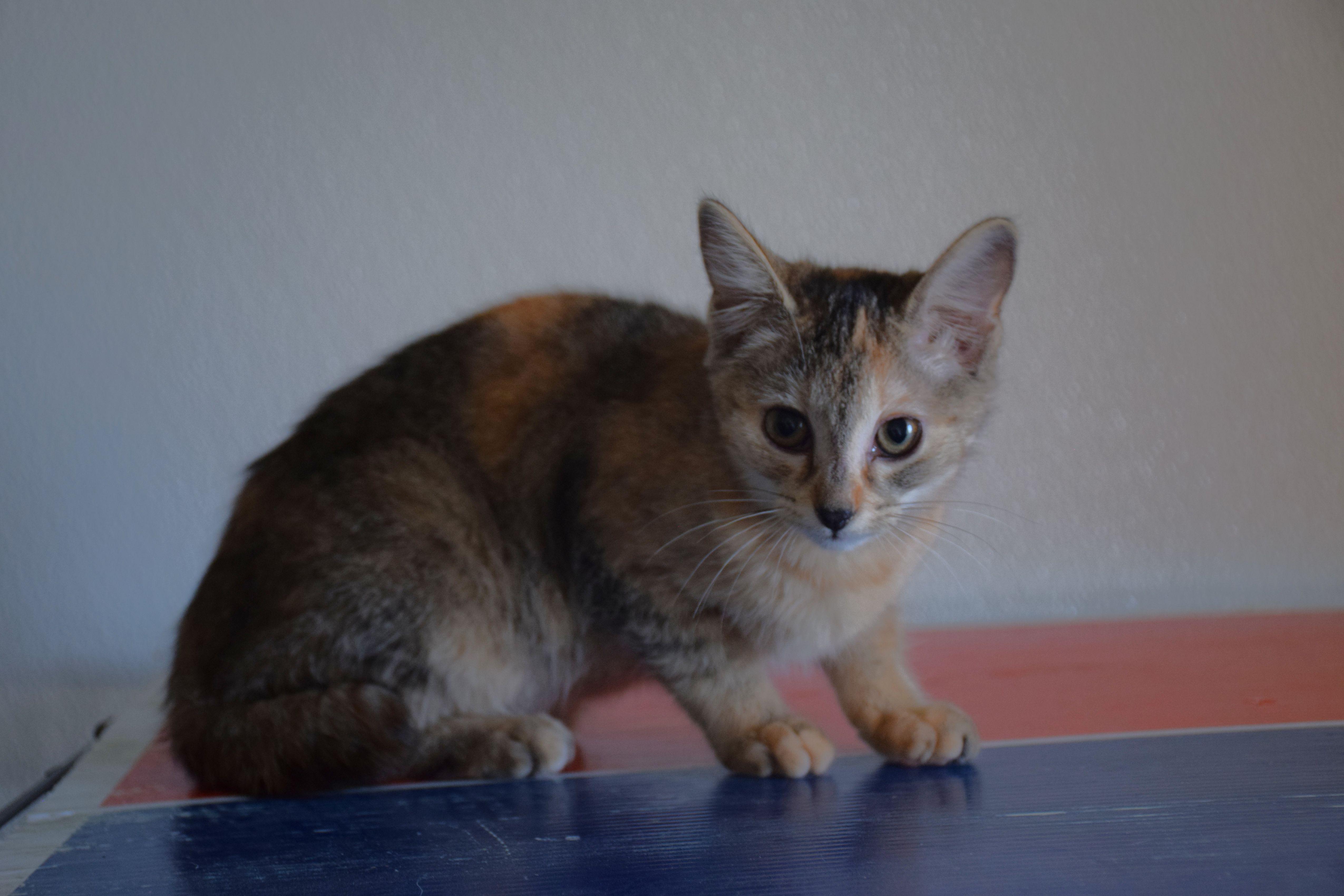 Octavia, Adoptable, Young Female Tabby & Calico.
