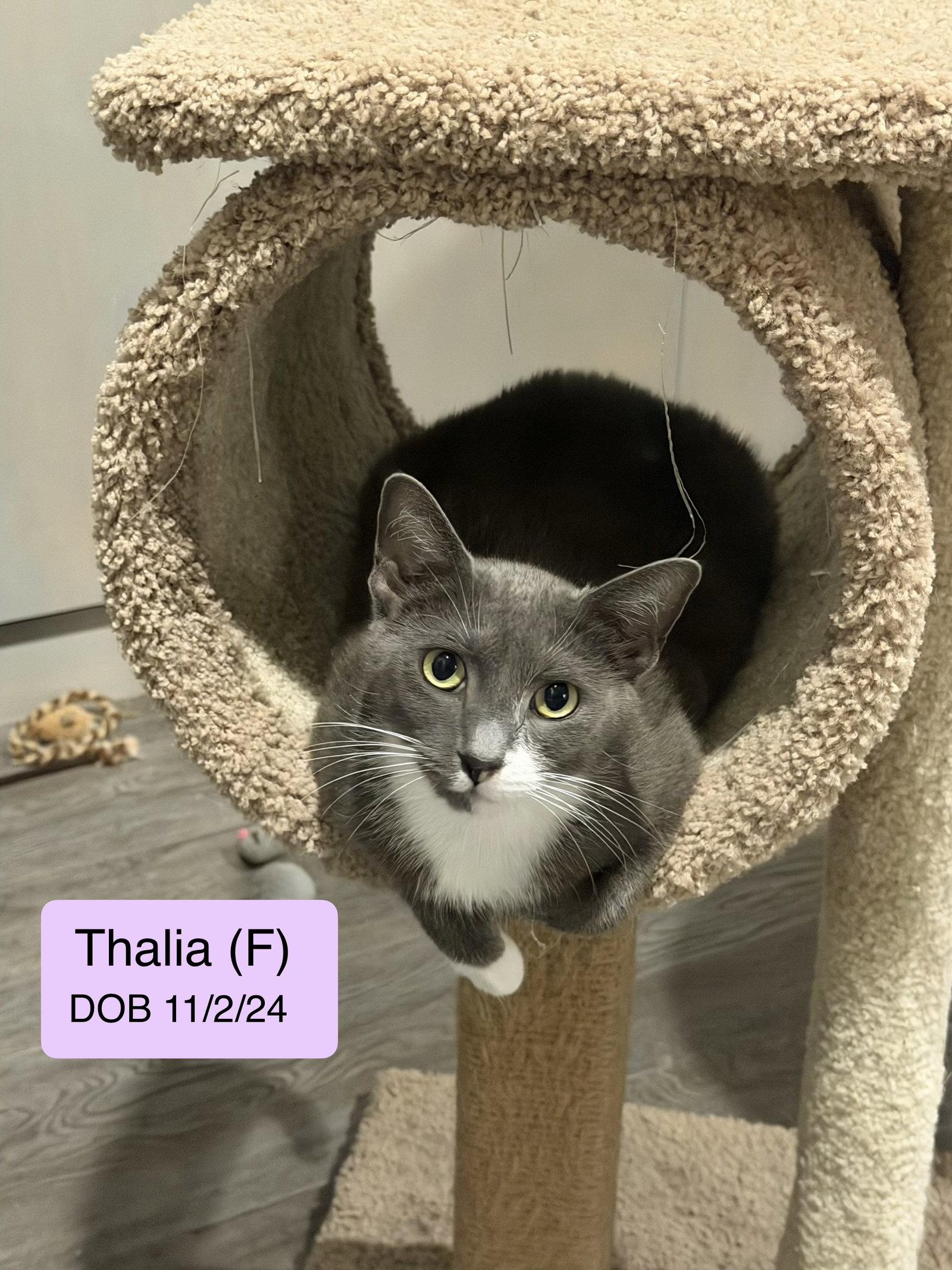 Enlarge Thalia, a Adoptable Domestic Short Hair in Vacaville, CA image 1/1