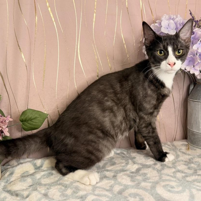 Scout, Adoptable, Kitten Male Domestic Short Hair.
