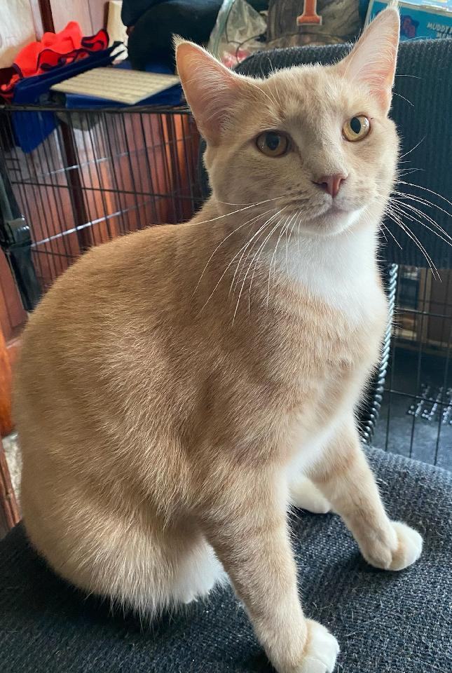 Enlarge Gonzo, a Adoptable mixed breed in Monroe, TN image 1/3