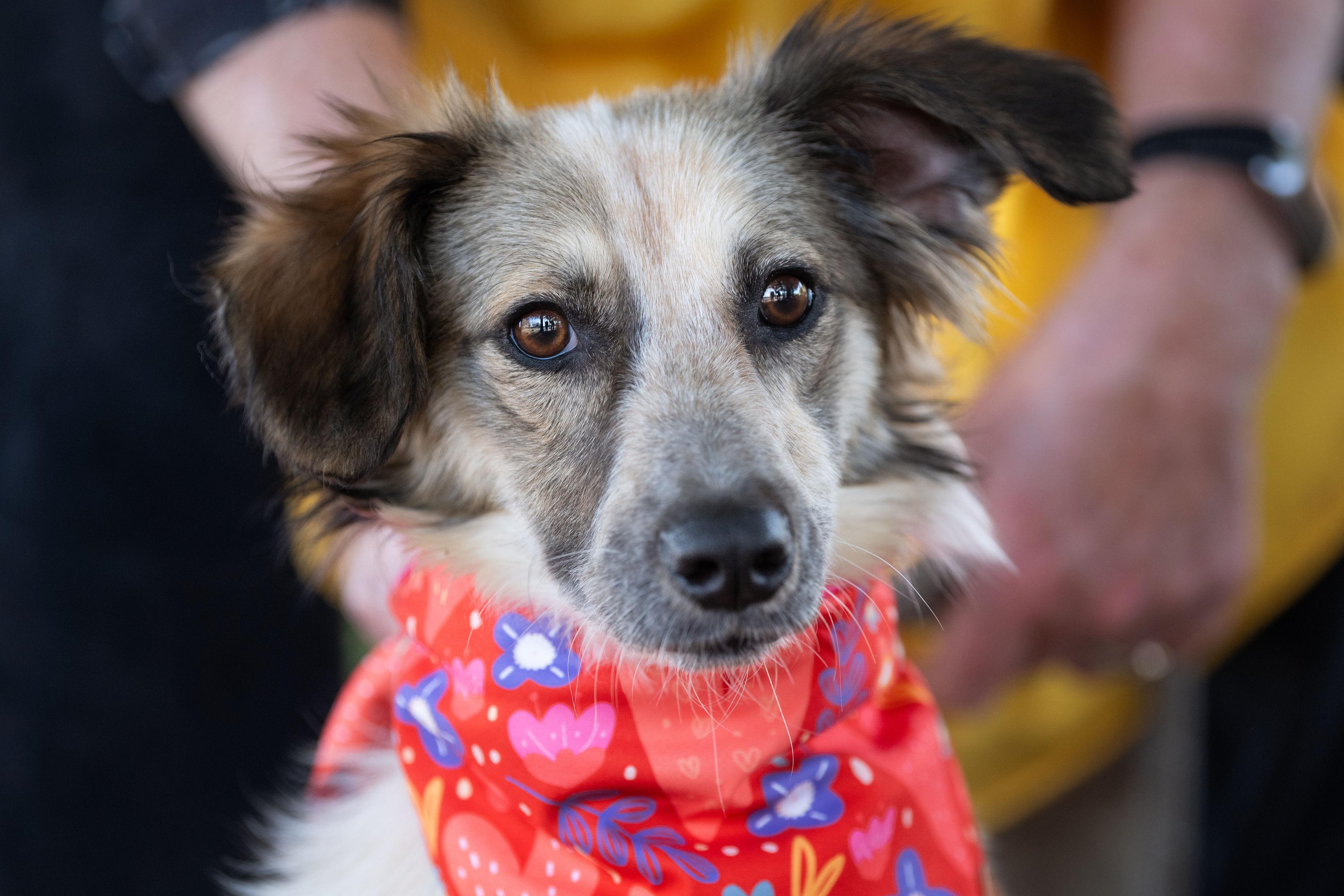 Sushi, adopted, Young Female Shetland Sheepdog / Sheltie.