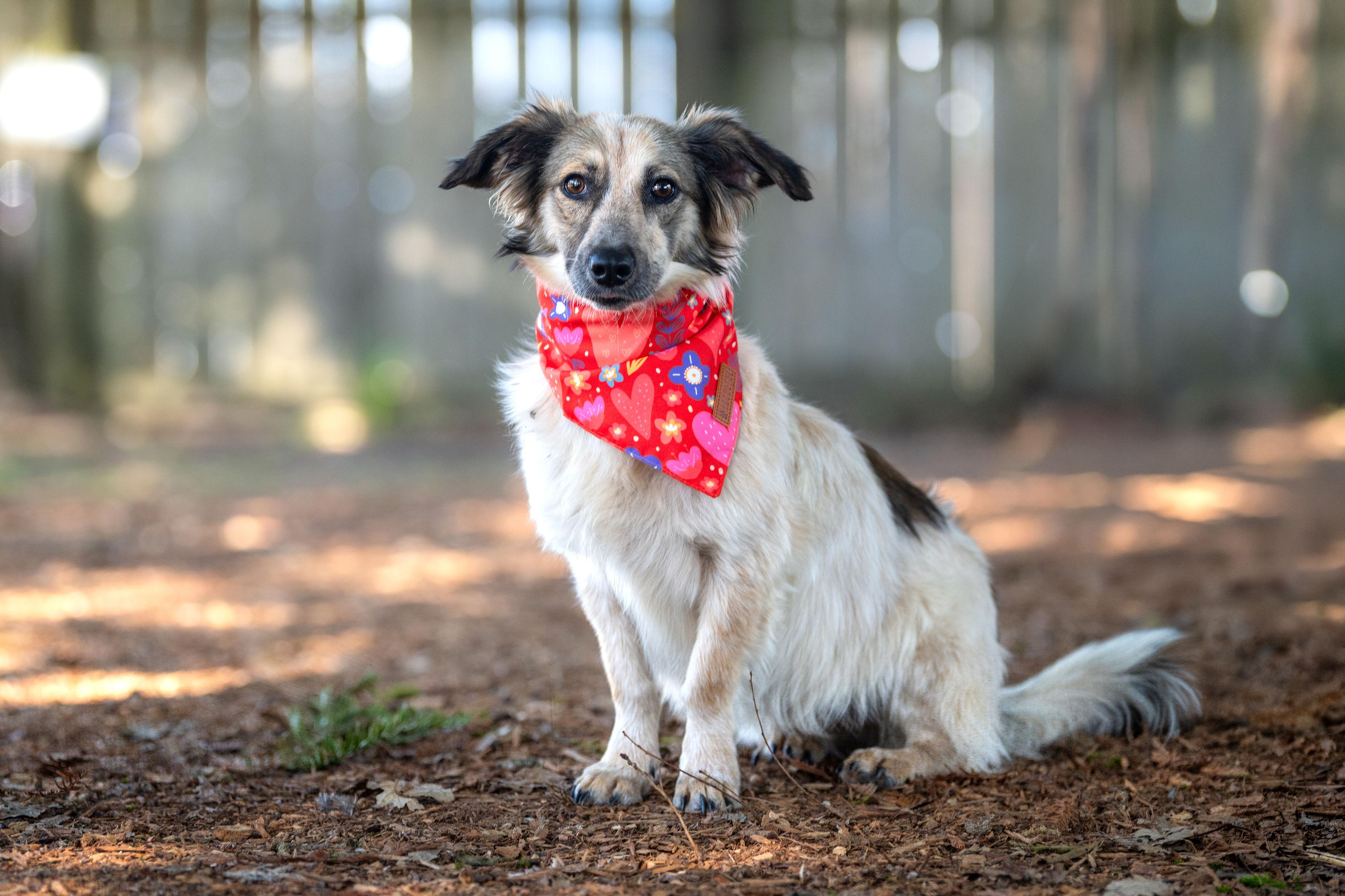 Enlarge Sushi, an adopted mixed breed in Santa Rosa, CA image 4/4